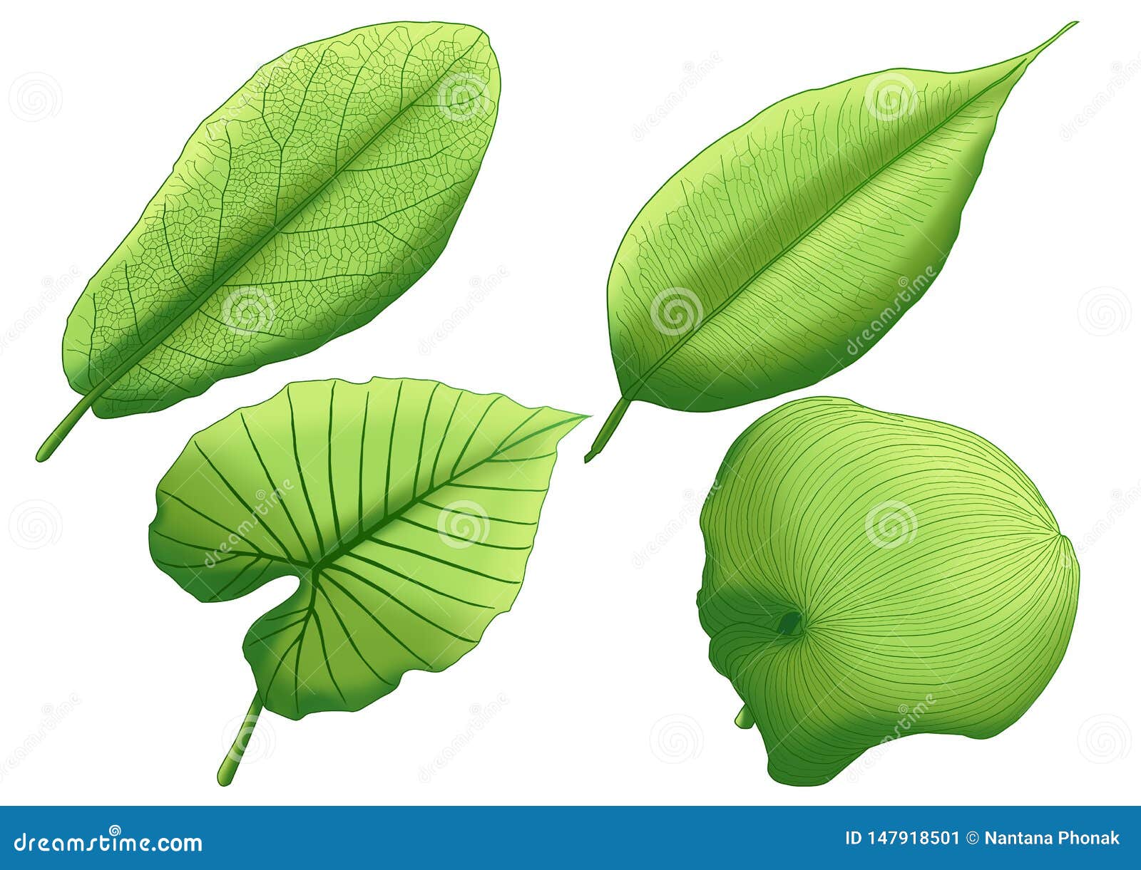 Green Leaf Paint Fresh Leaves on White Background Stock Illustration