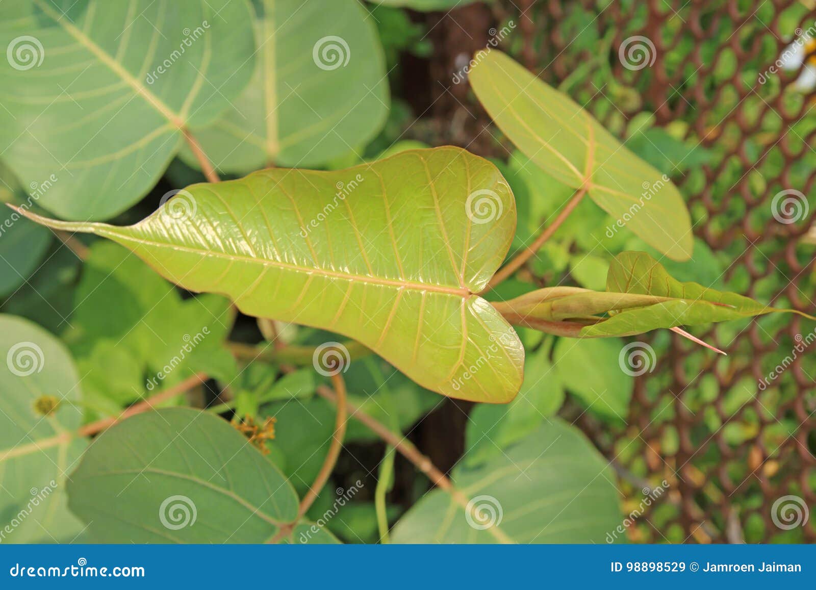 Green Leaf Pho Leaf, Bo Leaf,bothi Leaf. Stock Image Image of freshness, botany 98898529