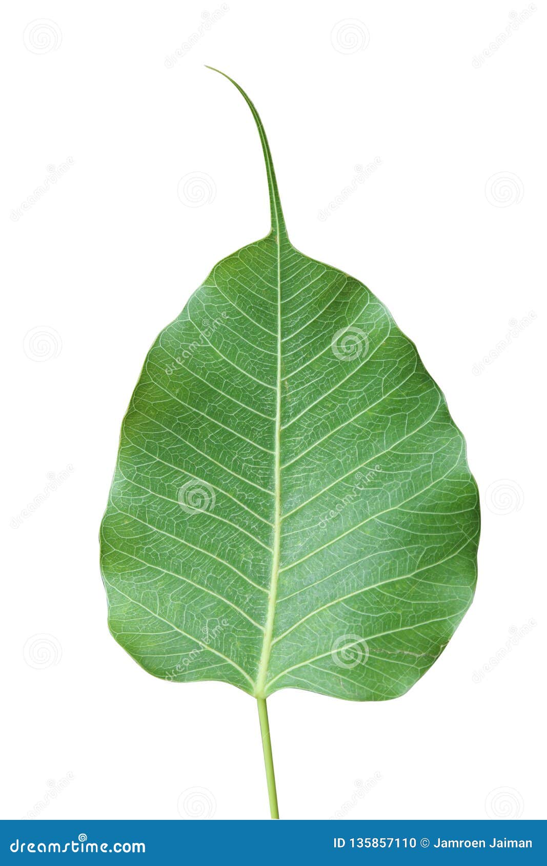 Green Leaf Pho Leaf, Bo Leaf,bothi Leaf Isolated on White Background Stock Photo Image of