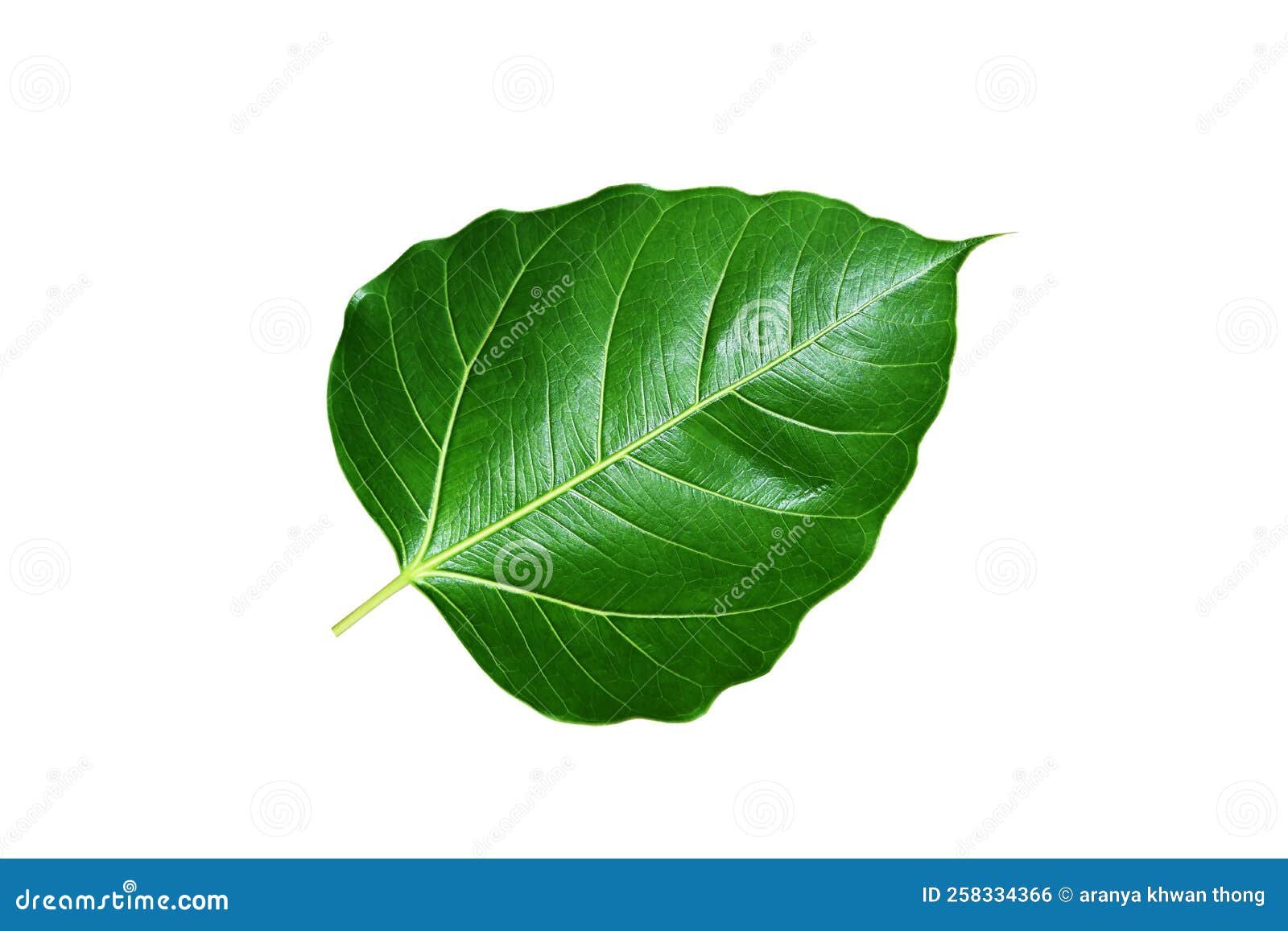 Green Leaf Pho Leaf, (bo Leaf,bothi Leaf) Isolated on White Background Stock Illustration