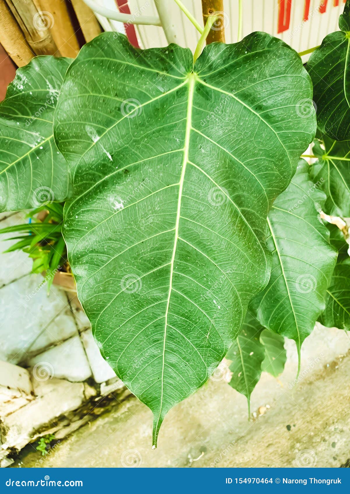 Green Leaf Pho Leaf, Bo Leaf,bothi Leaf Stock Photo Image of espresso, leafbothi 154970464