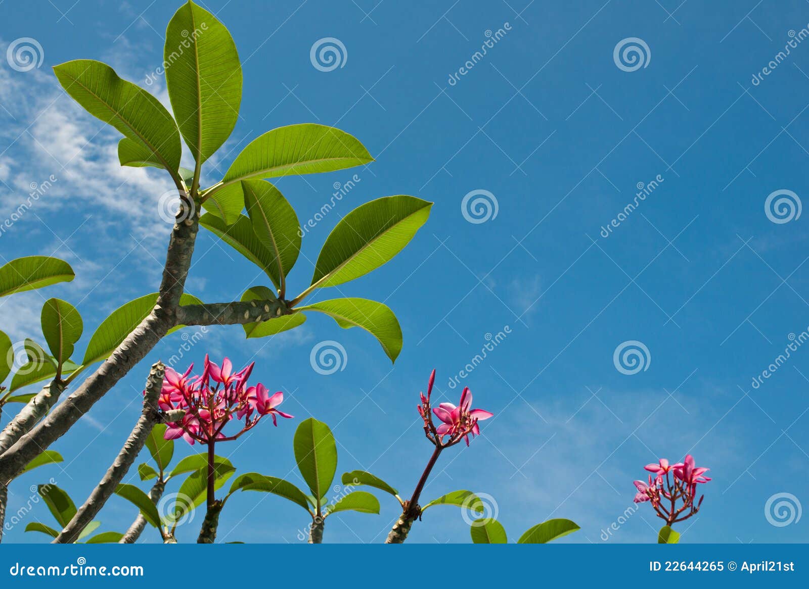 Green leaf and pink flower stock image. Image of botanical 22644265