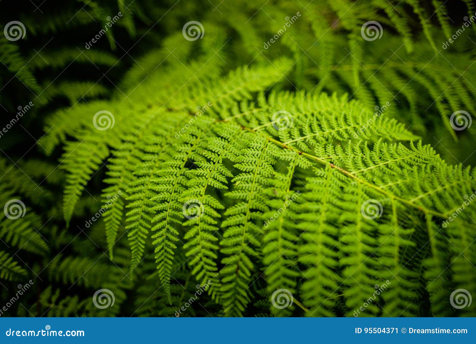 a green leaf of plant