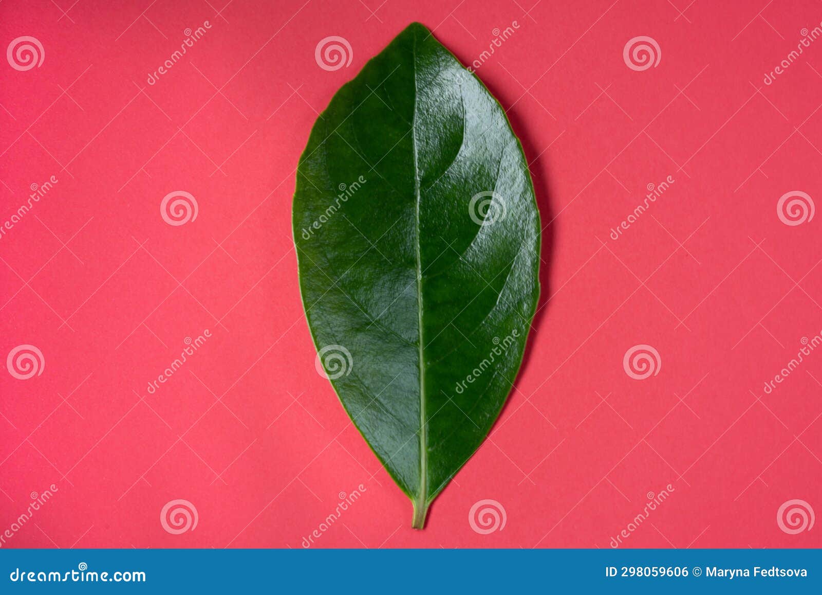 Green Leaf on Red Background Stock Photo Image of natural, plant