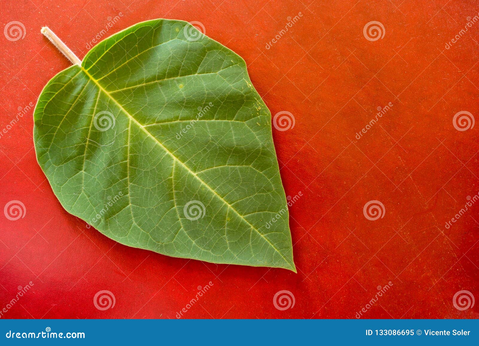 A Green Leaf on a Red Colored Background Stock Image Image of