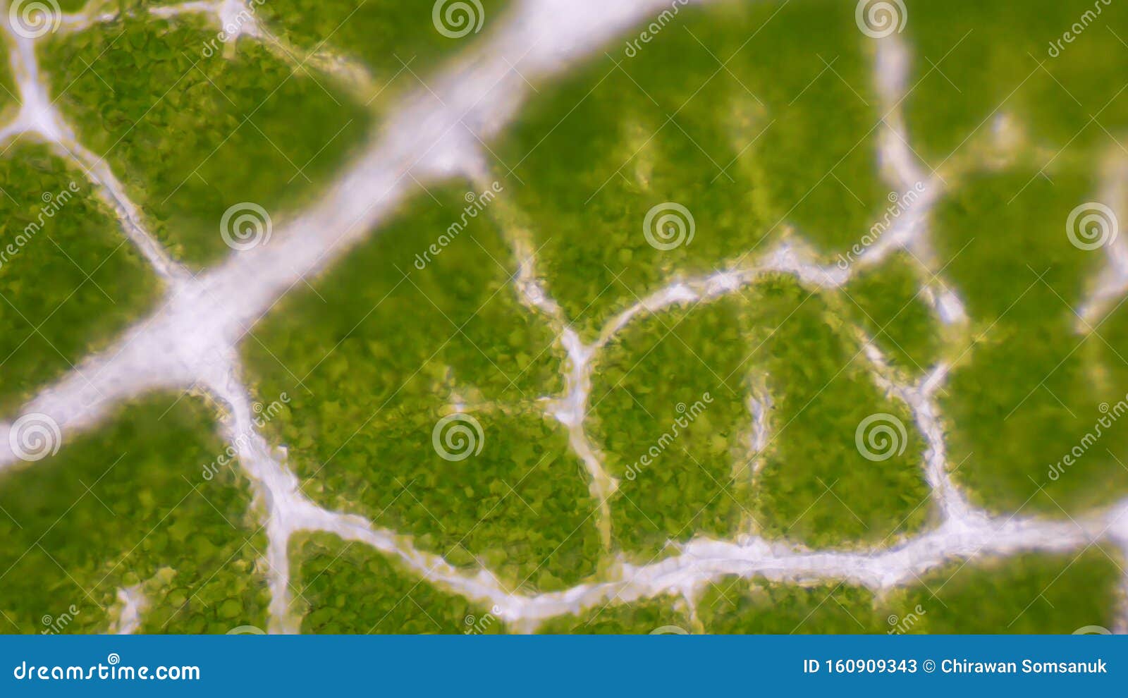 green leaf stoma cells science background