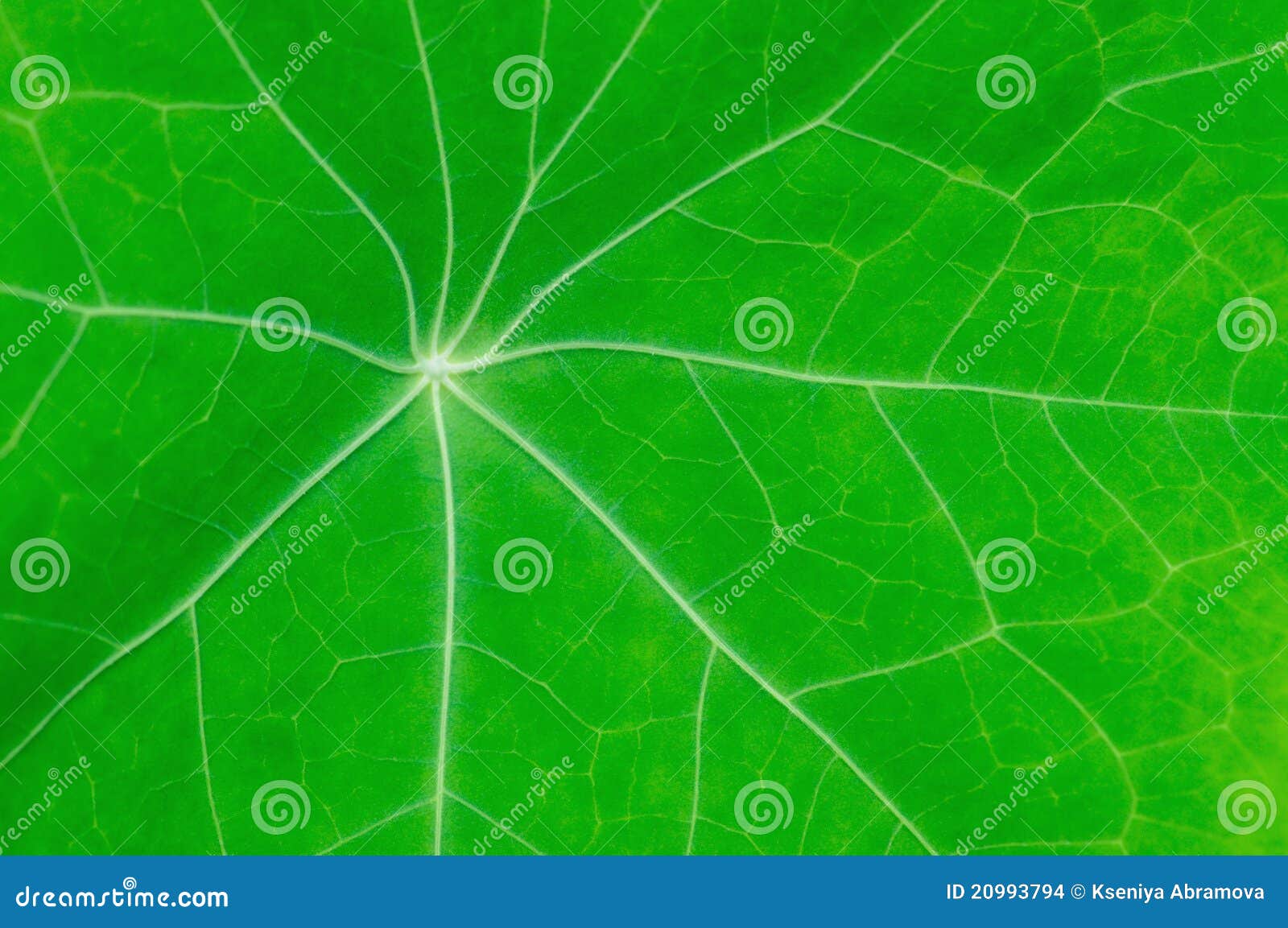 Green leaf with streaks stock photo. Image of colors 20993794