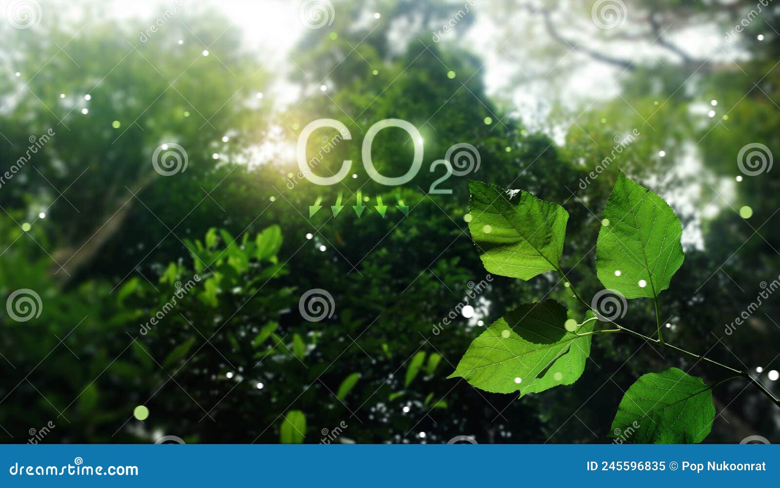 green leaf in tropical forest, reduce co2 emission concept. clean and friendly environment in forest without carbon dioxide