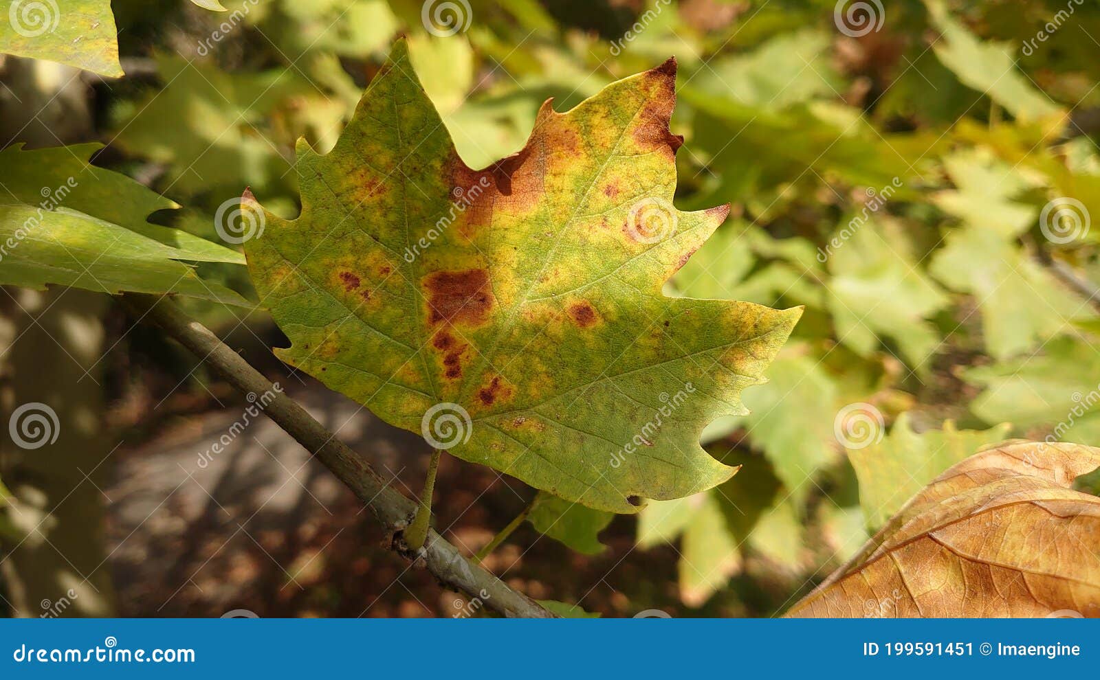 Green Leaf Turning Yellow in Autumn Stock Image Image of leaf, autumn 199591451