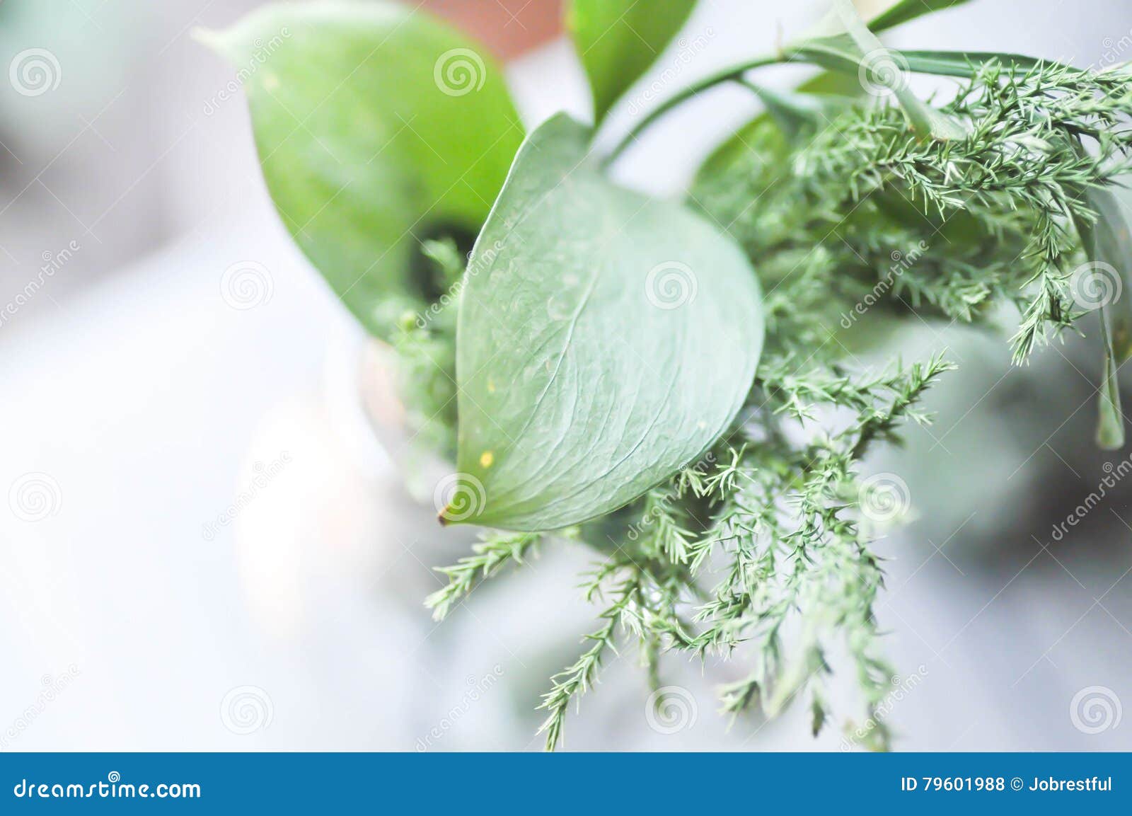 Green leaf in the vase stock photo. Image of vase, green 79601988