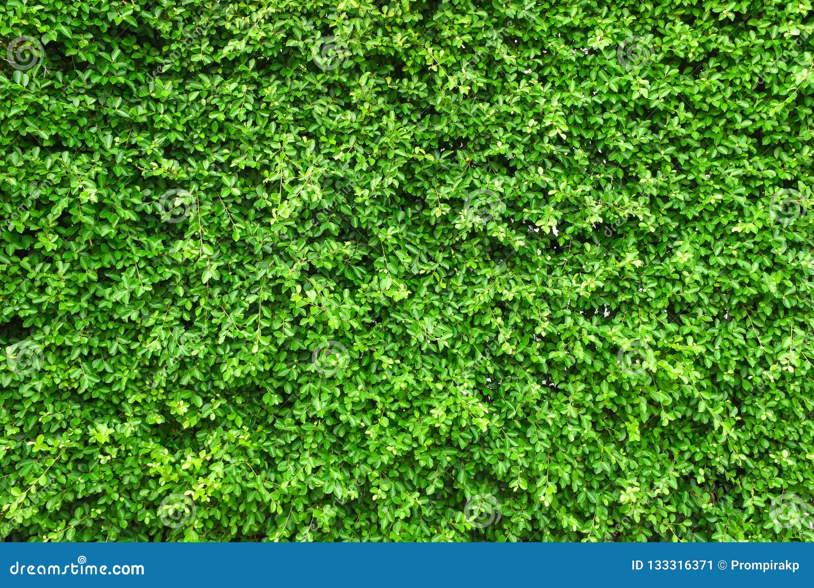 Green leaf wall background stock image. Image of fence 133316371