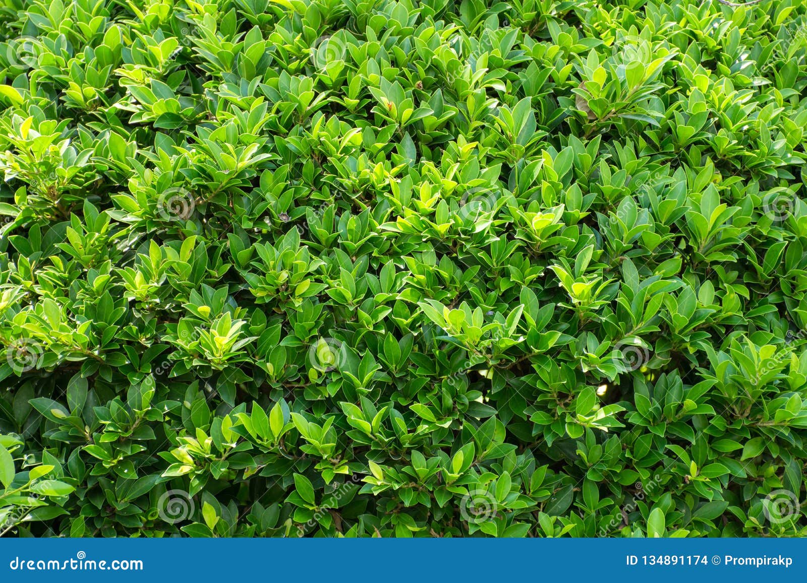 Green leaf wall background stock photo. Image of green 134891174