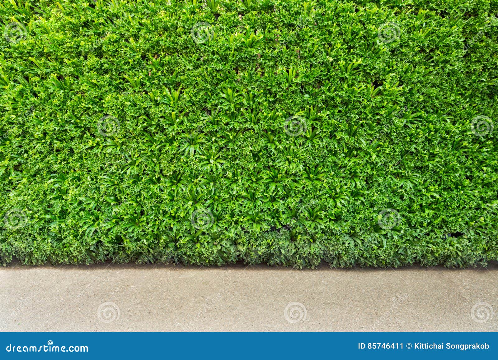 Green Leaf Wall And Background Stock Image Image of natural, spring