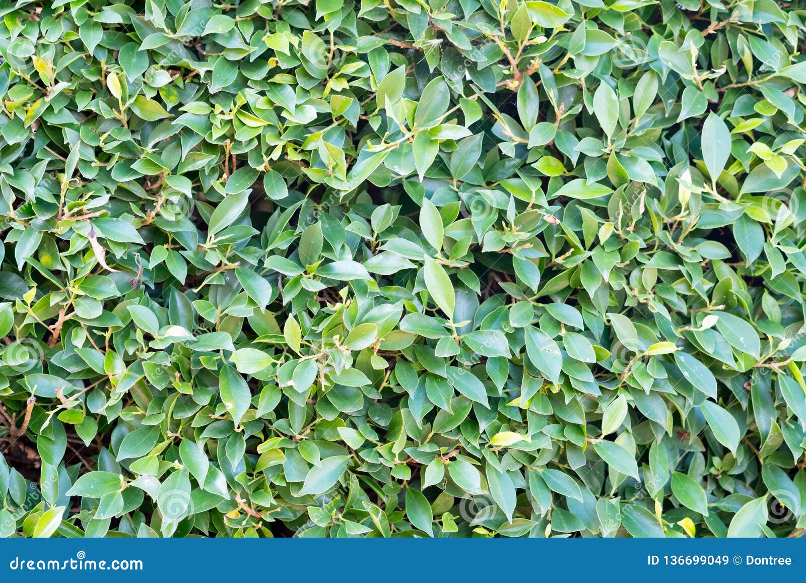 Green Leaf Wall for Background Stock Image Image of fresh, flora