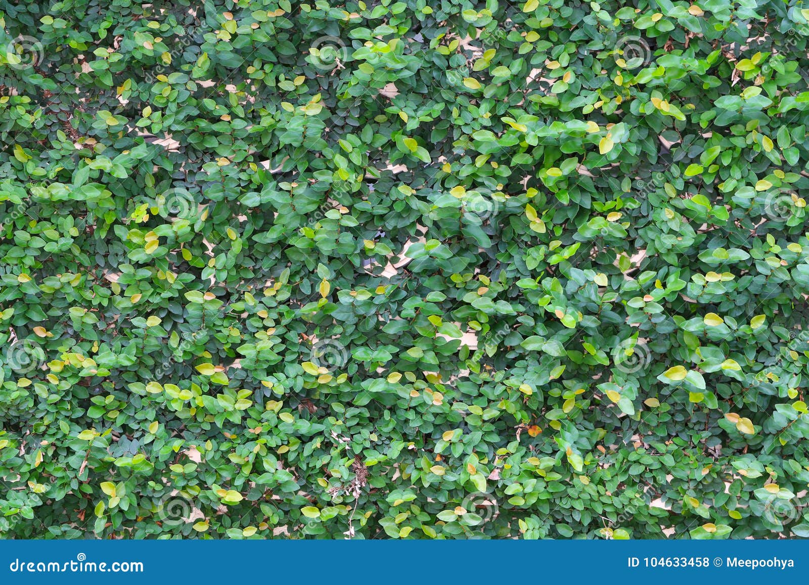 Green Leaf Wall Background. Stock Photo Image of fresh, closeup