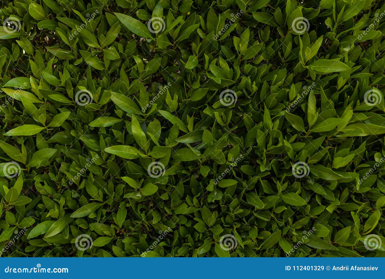Green Leaf Wall Background Horizontal Image Stock Image Image of