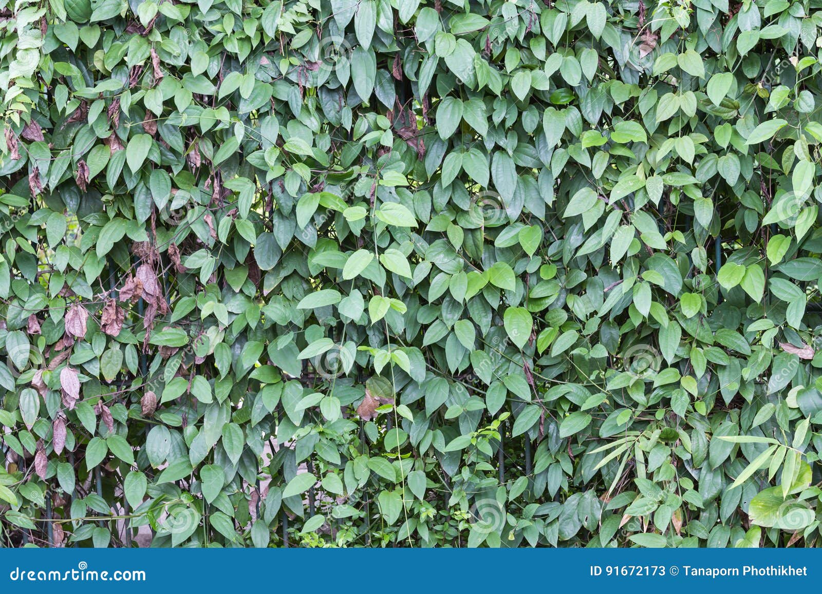 Green Leaf Wall Background. Stock Image Image of summer, pattern