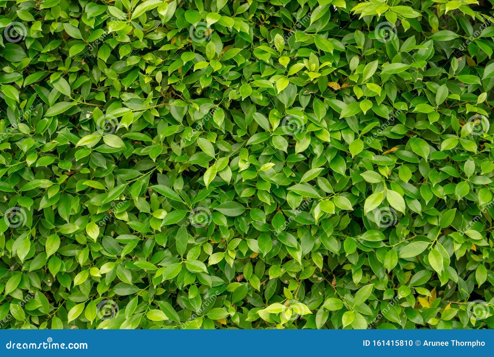 342,709 Greenery Background Stock Photos - Free & Royalty-Free Stock Photos  from Dreamstime