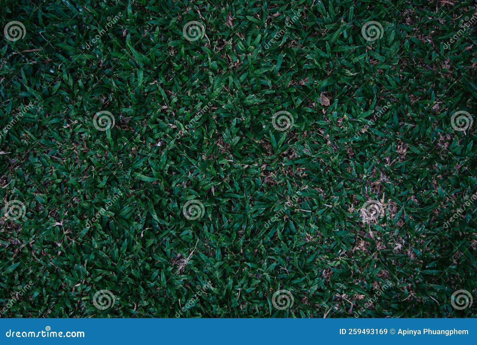 Green Leaf Wall Texture Background. Nature Background Stock Image