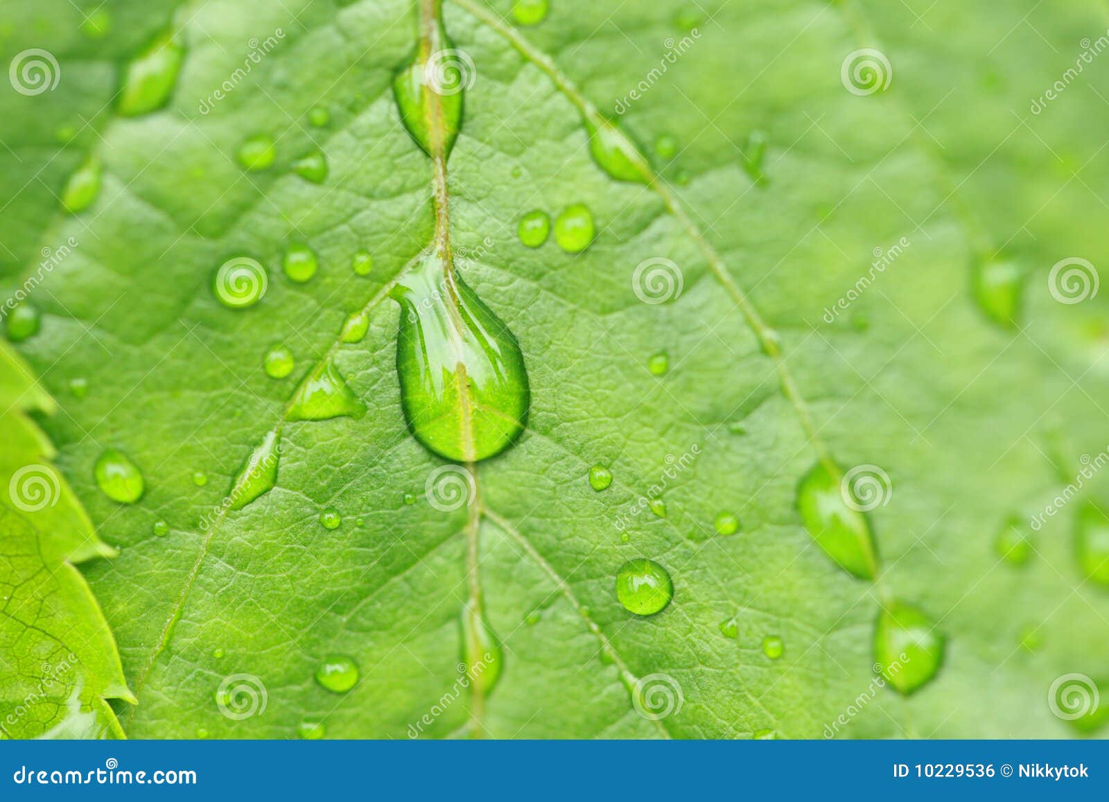 Green leaf with water drop stock photo. Image of asymmetry 10229536