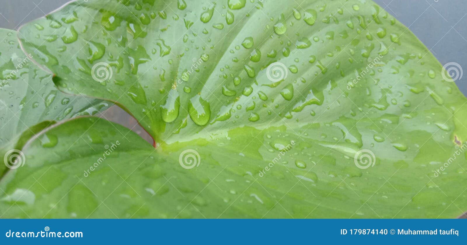 Green Leaf with Water Drop in the Top Stock Photo Image of drop