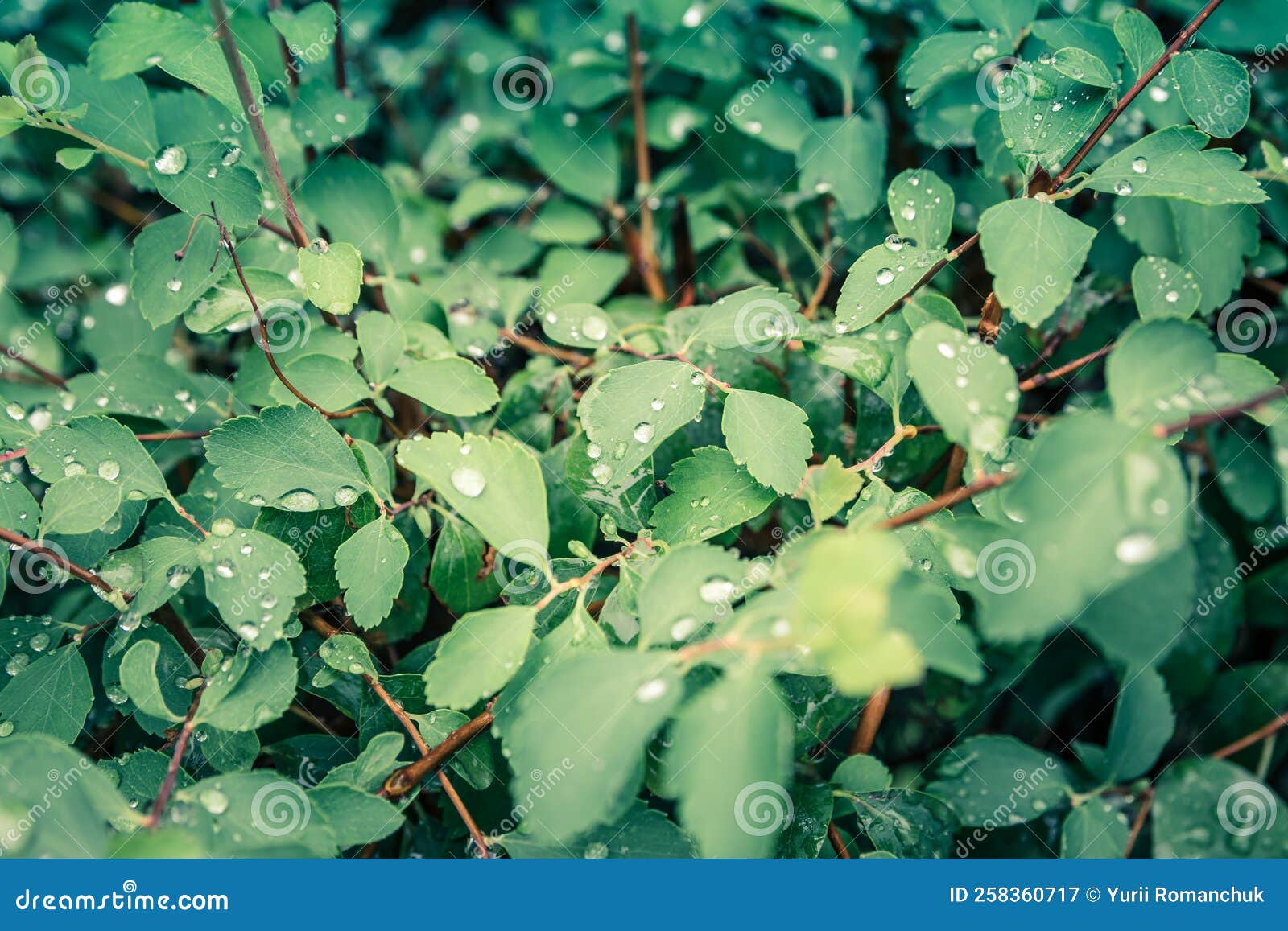 Green Leaf with Water Drops for Background. Drops of Water on the