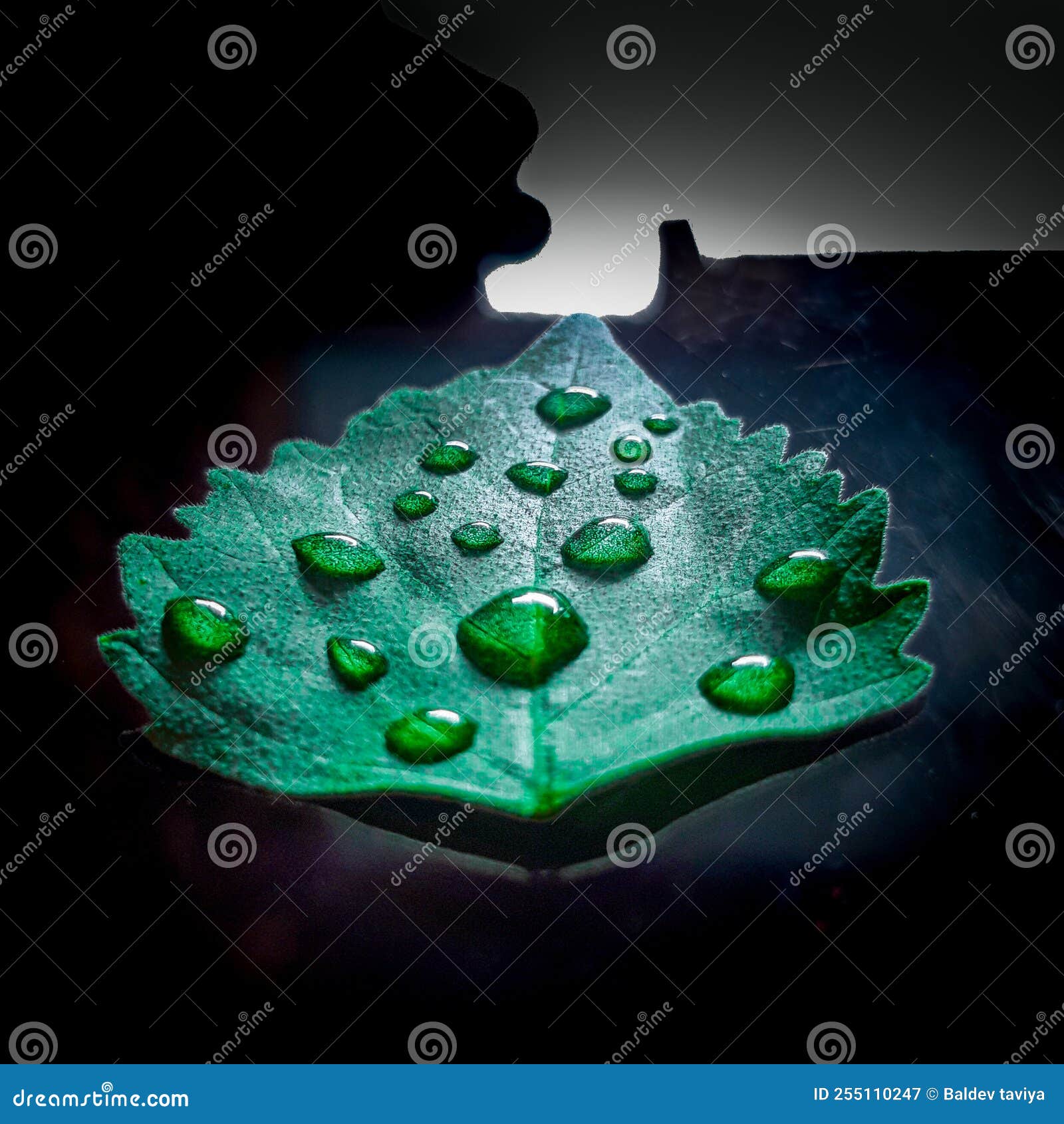 Green Leaf with Water Drops and Black Background HD WALLPAPER Stock