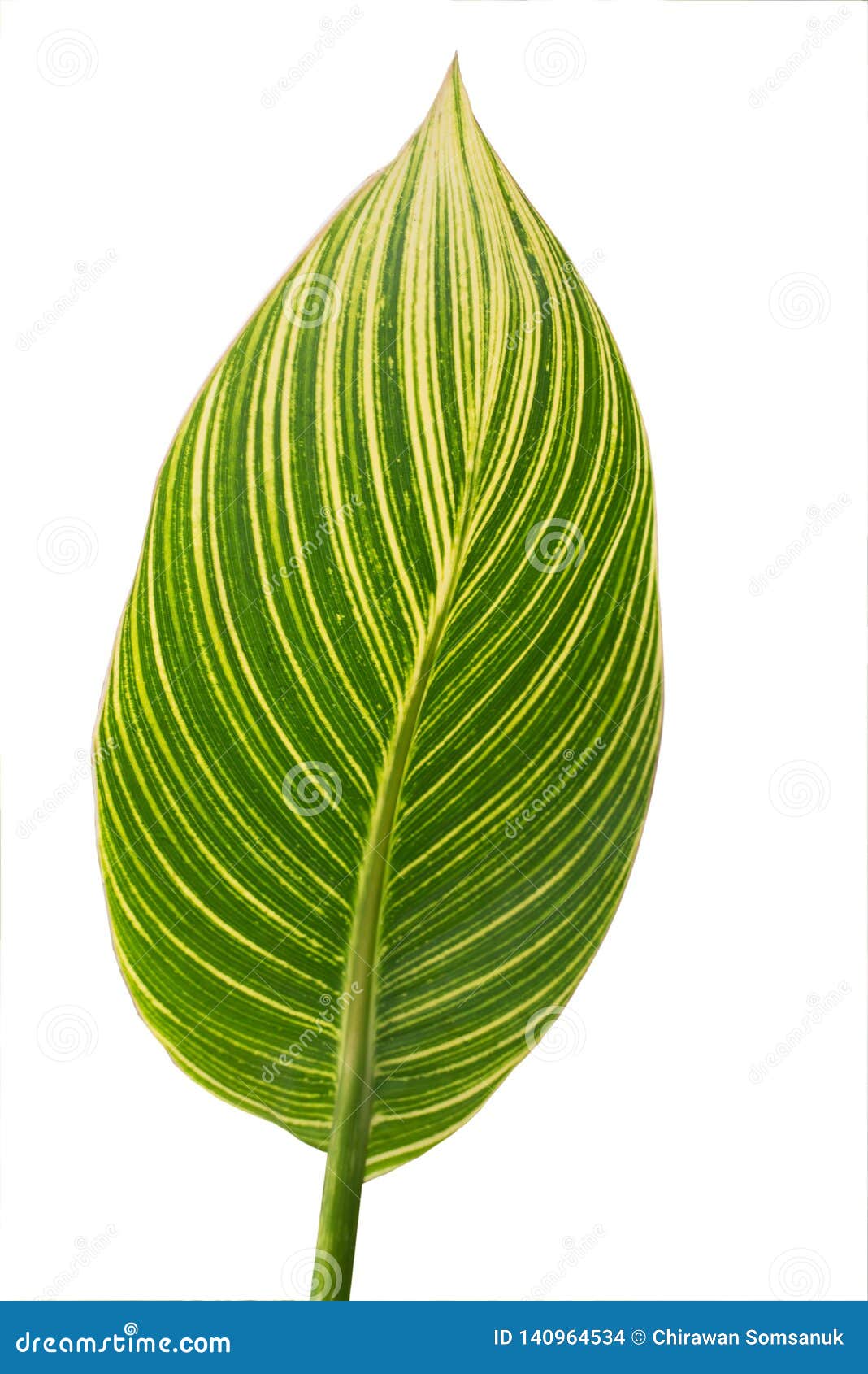 Green Leaf on White Background Stock Photo Image of green, forest