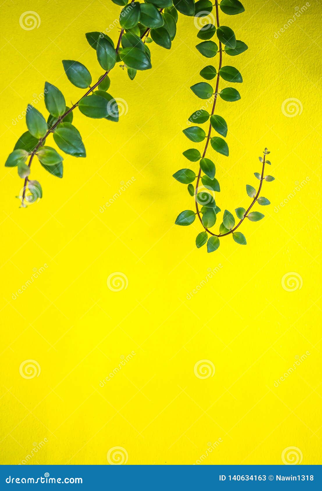 Green Leaf on Yellow Background Stock Image Image of light, wall