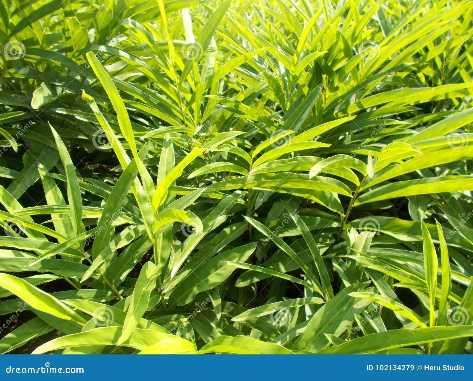 Ginger Cat Fur Texture Background. Pet Hair Texture Background. Royalty