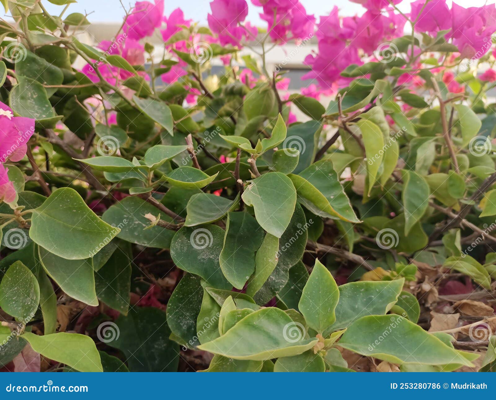 Green Leafs with Pink Flowers Stock Photo - Image of plant, food: 253280786