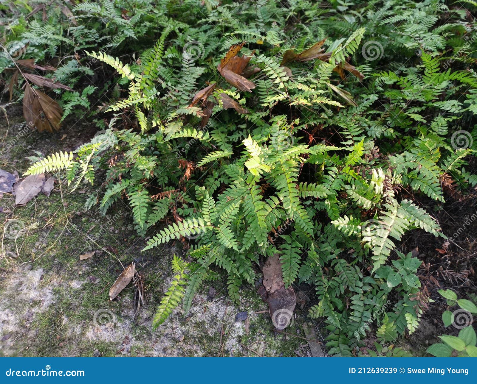 Green Leafy Brittle Bladder Fern Stock Image Image of brittle, flora 212639239