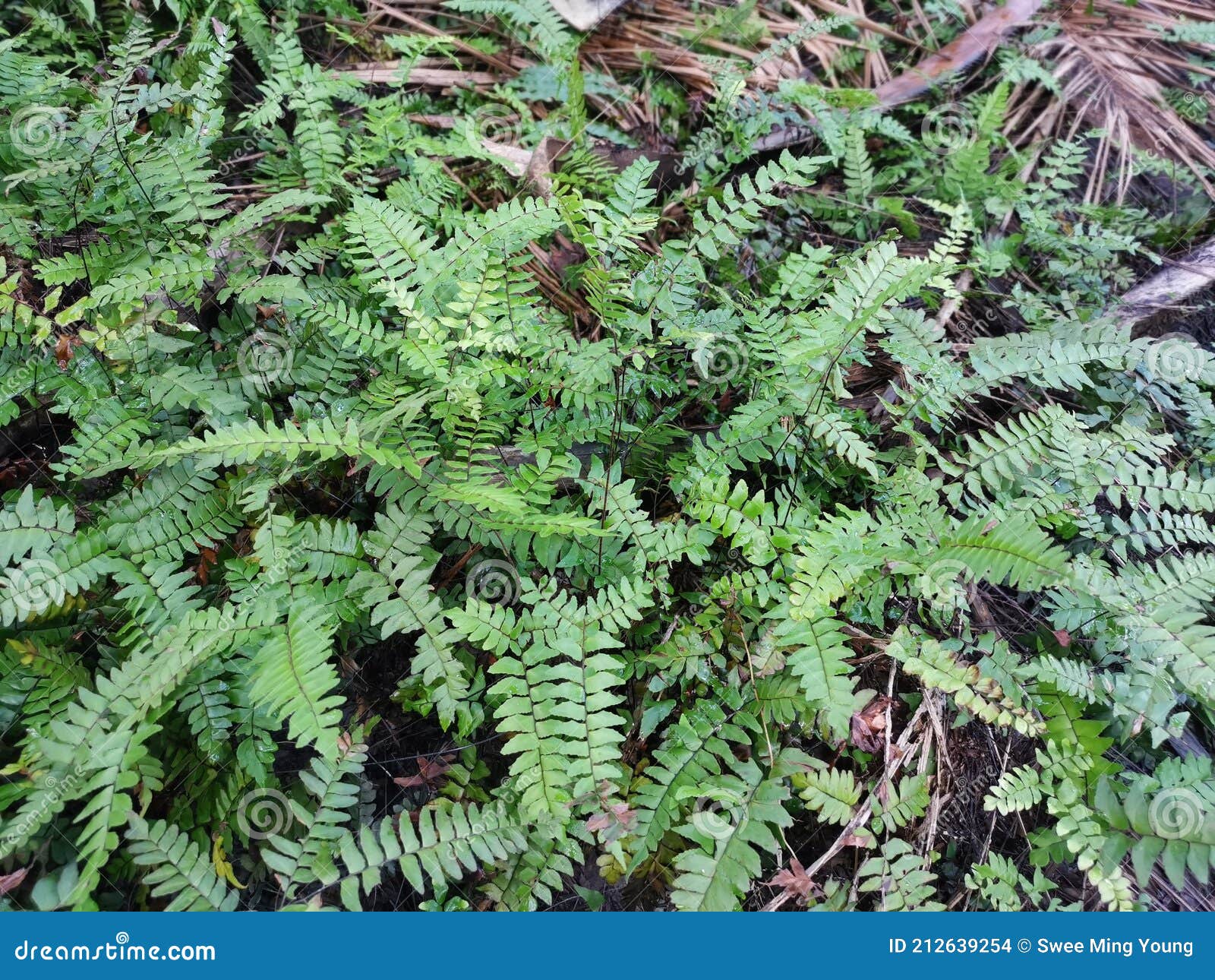 Green Leafy Brittle Bladder Fern Stock Photo Image of aspleniineae, leaf 212639254