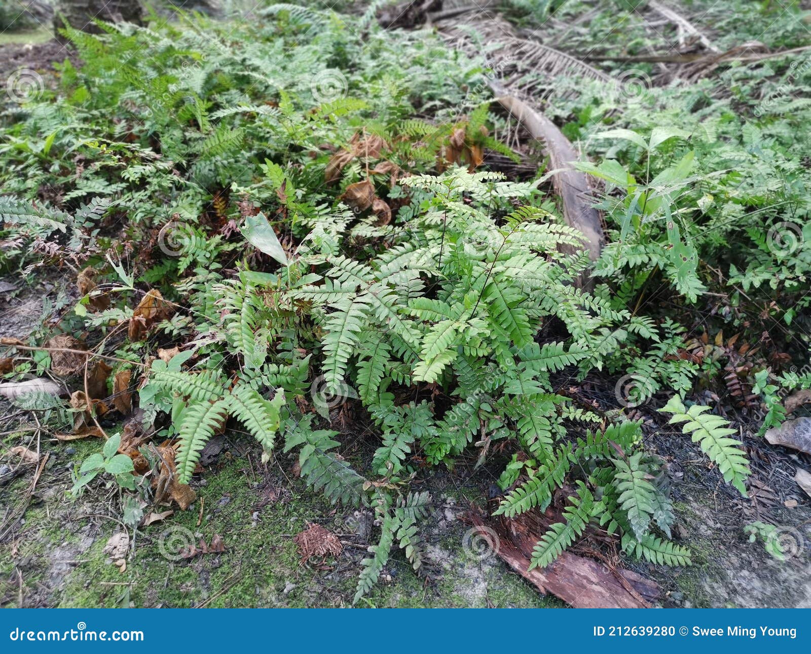 Green Leafy Brittle Bladder Fern Stock Photo Image of brittle, bunch 212639280