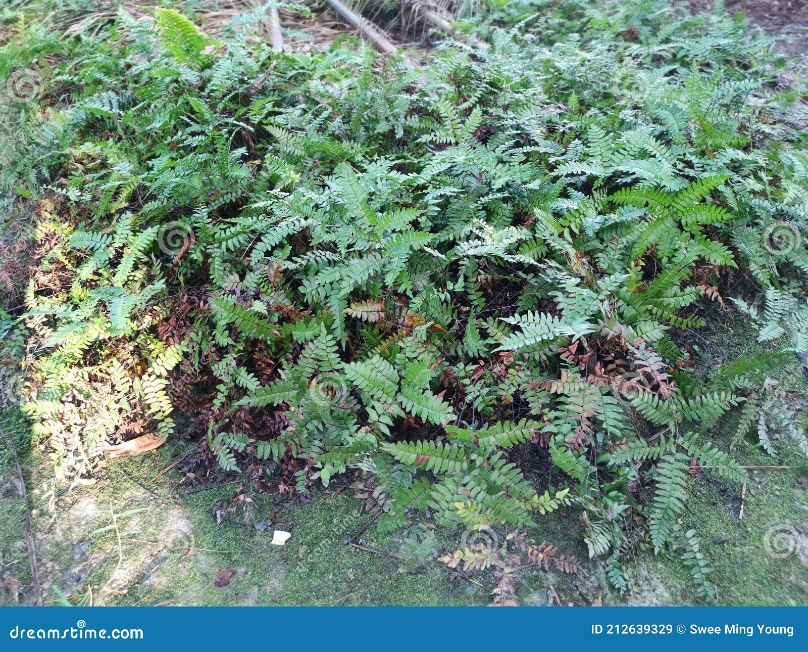 Green Leafy Brittle Bladder Fern Stock Image Image of environment