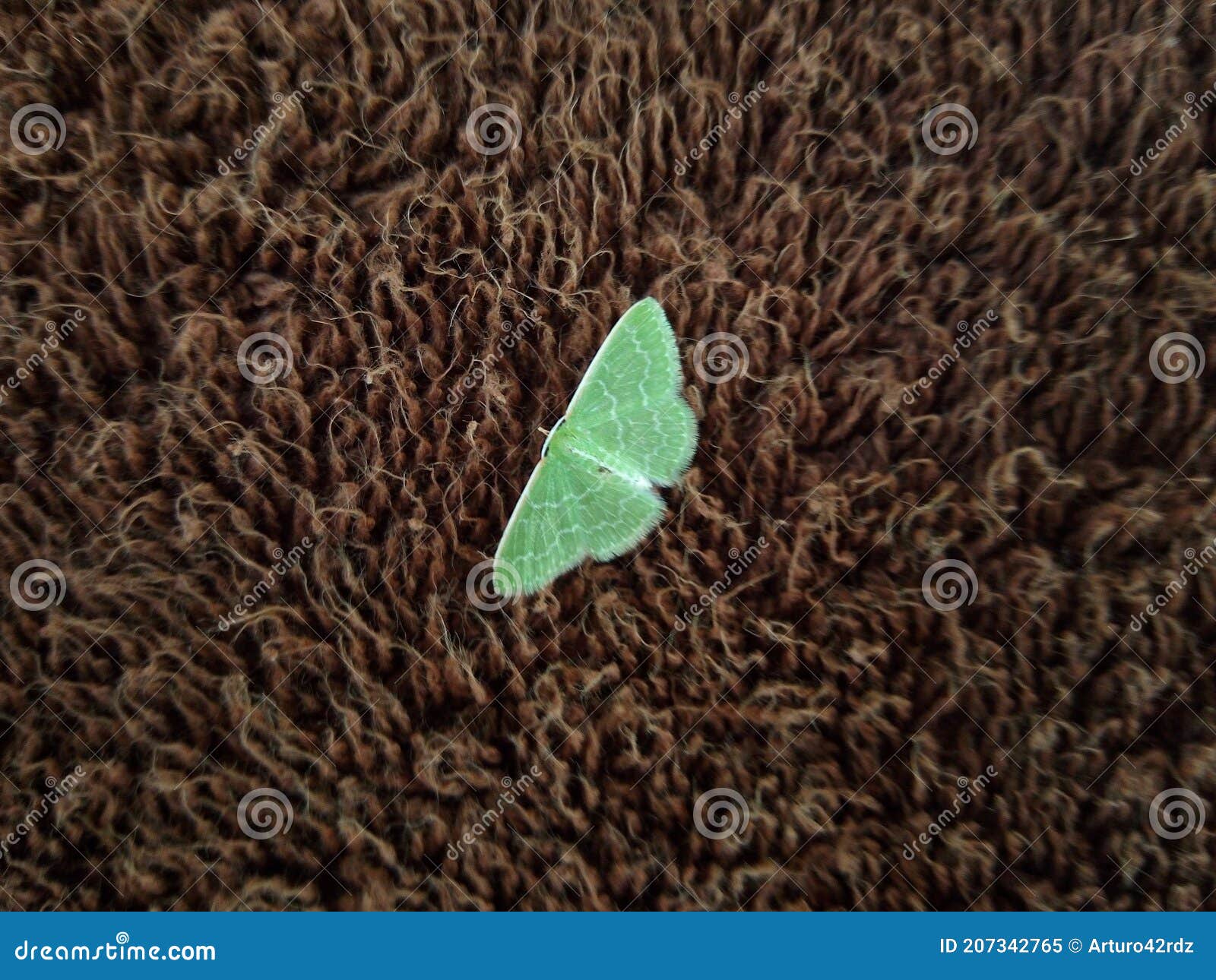 green leafy butterfly in brown background