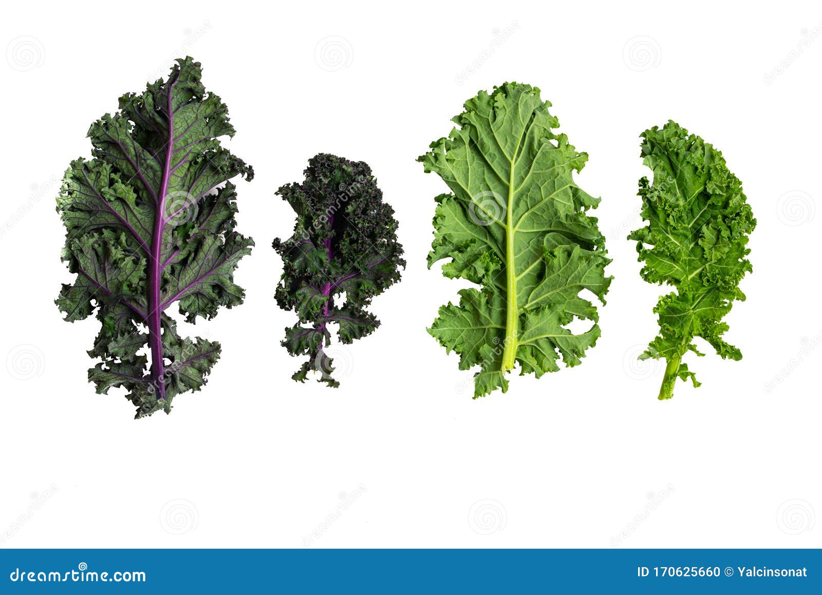 Green leafy kale stock photo. Image of healthy, magnesium 170625660