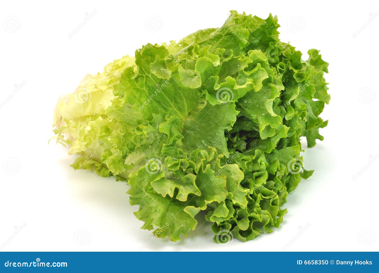 green leafy lettuce