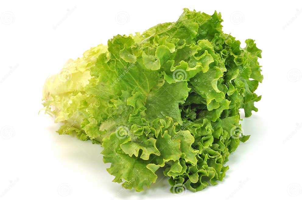 Green Leafy Lettuce stock photo. Image of vegetable, antioxidants 6658350