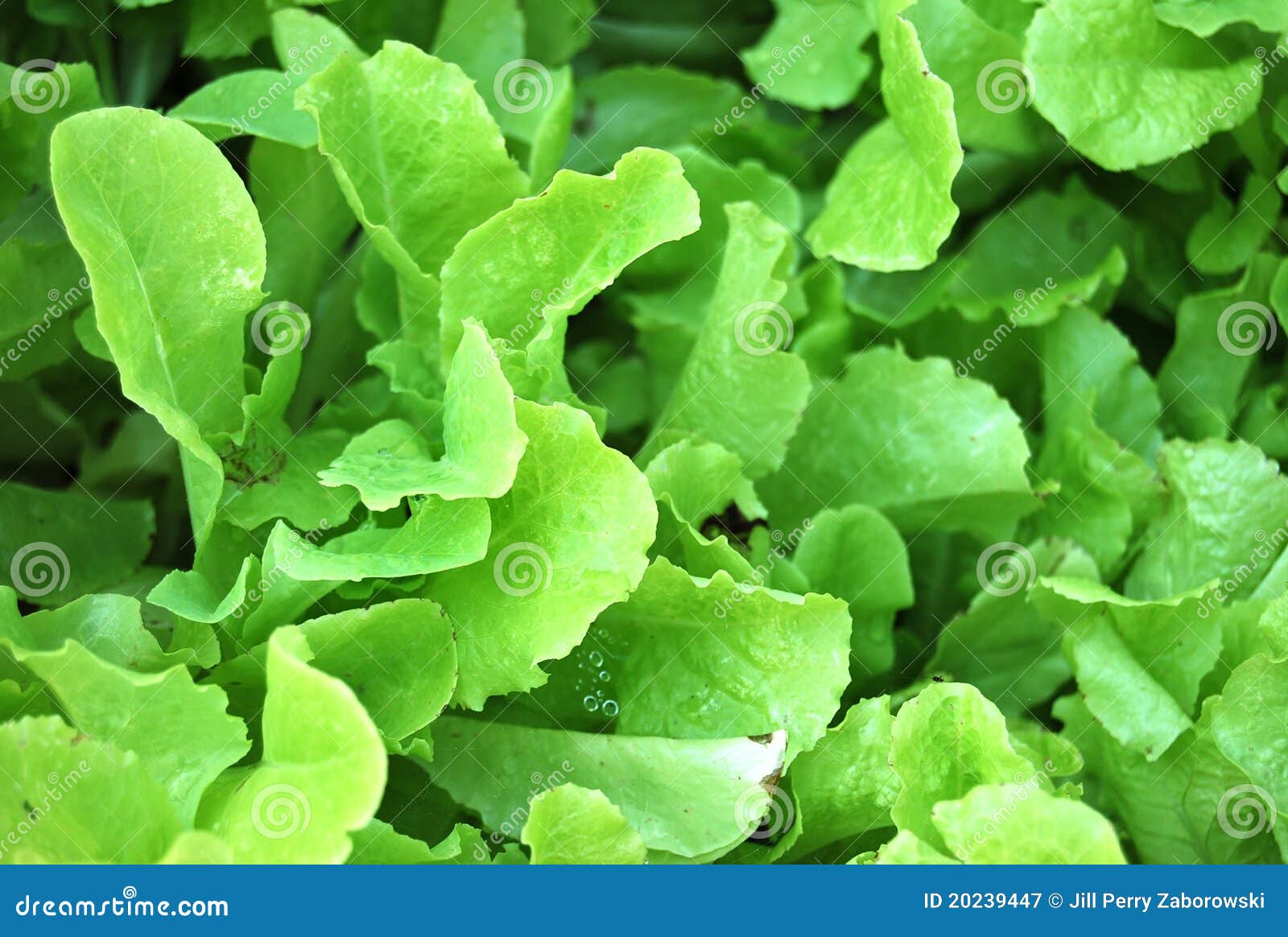 Green Leafy Lettuce in Agarden Stock Image Image of nature, leafy