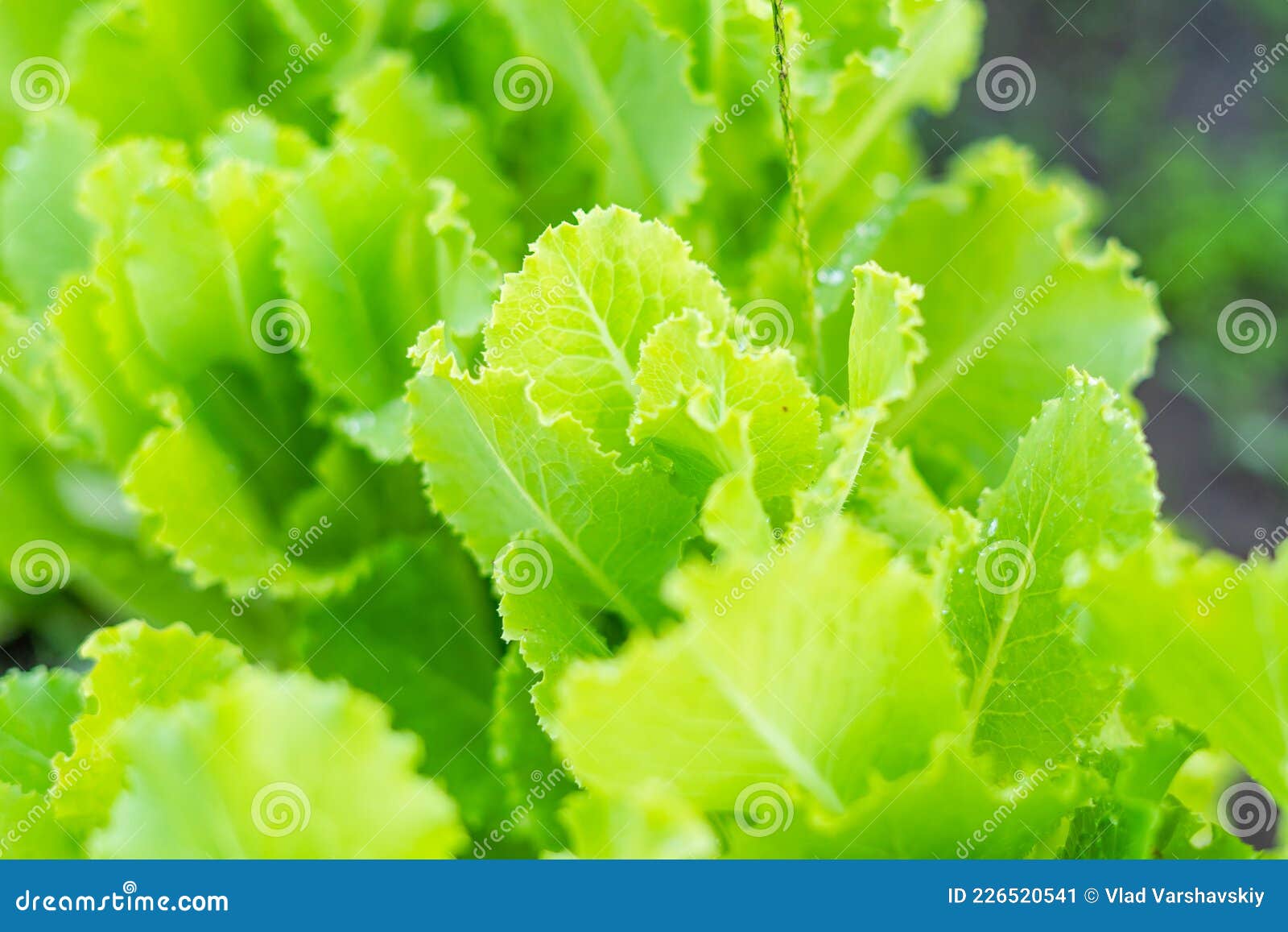 Green Leafy Lettuce Grows in the Garden Closeup Stock Image Image of