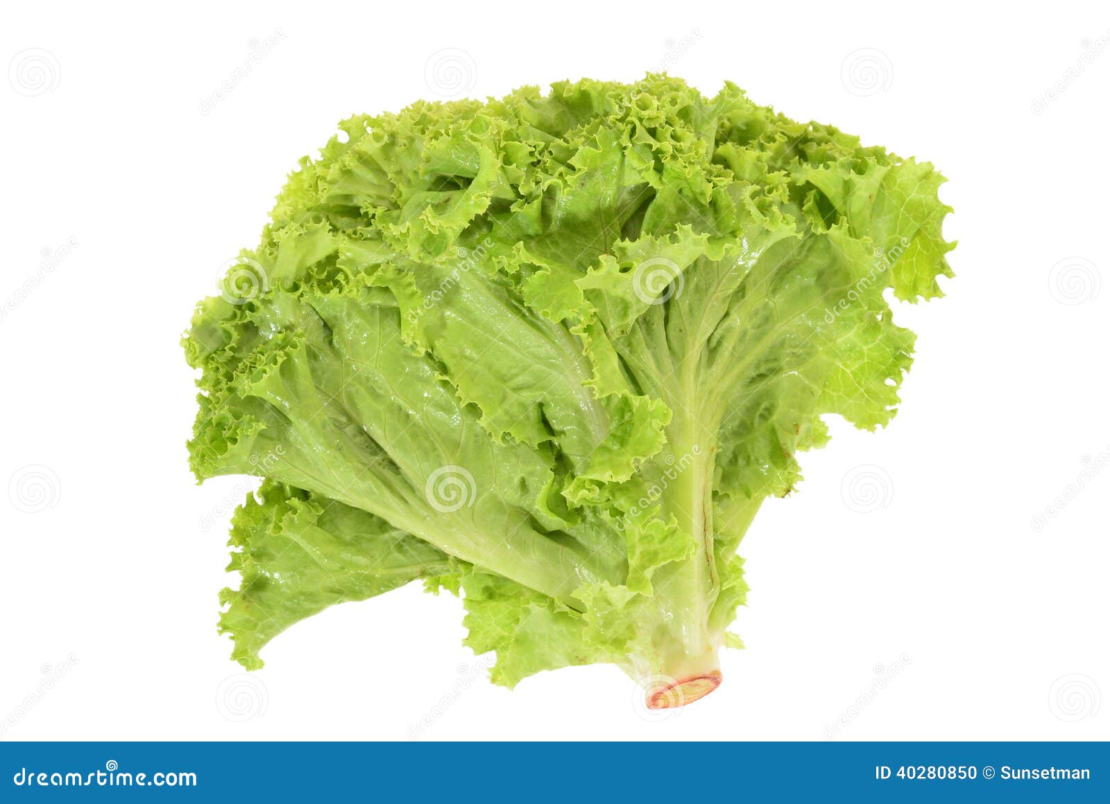 Green Leafy Lettuce stock photo. Image of healthy, bright 40280850