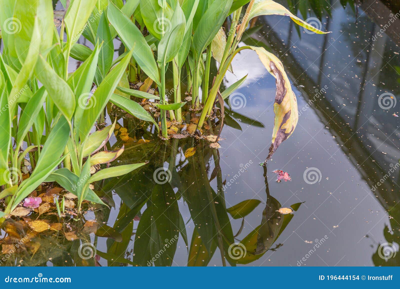Green Aquatic Plant and Its Reflection Stock Photo Image of botany