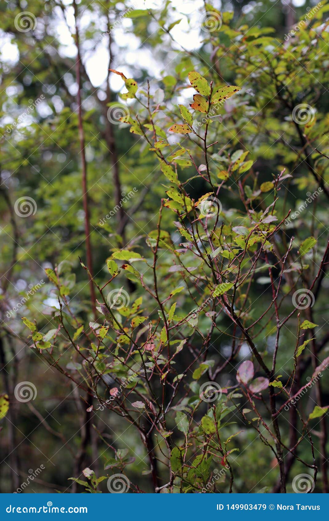 green leafy plants in a forest in madeira