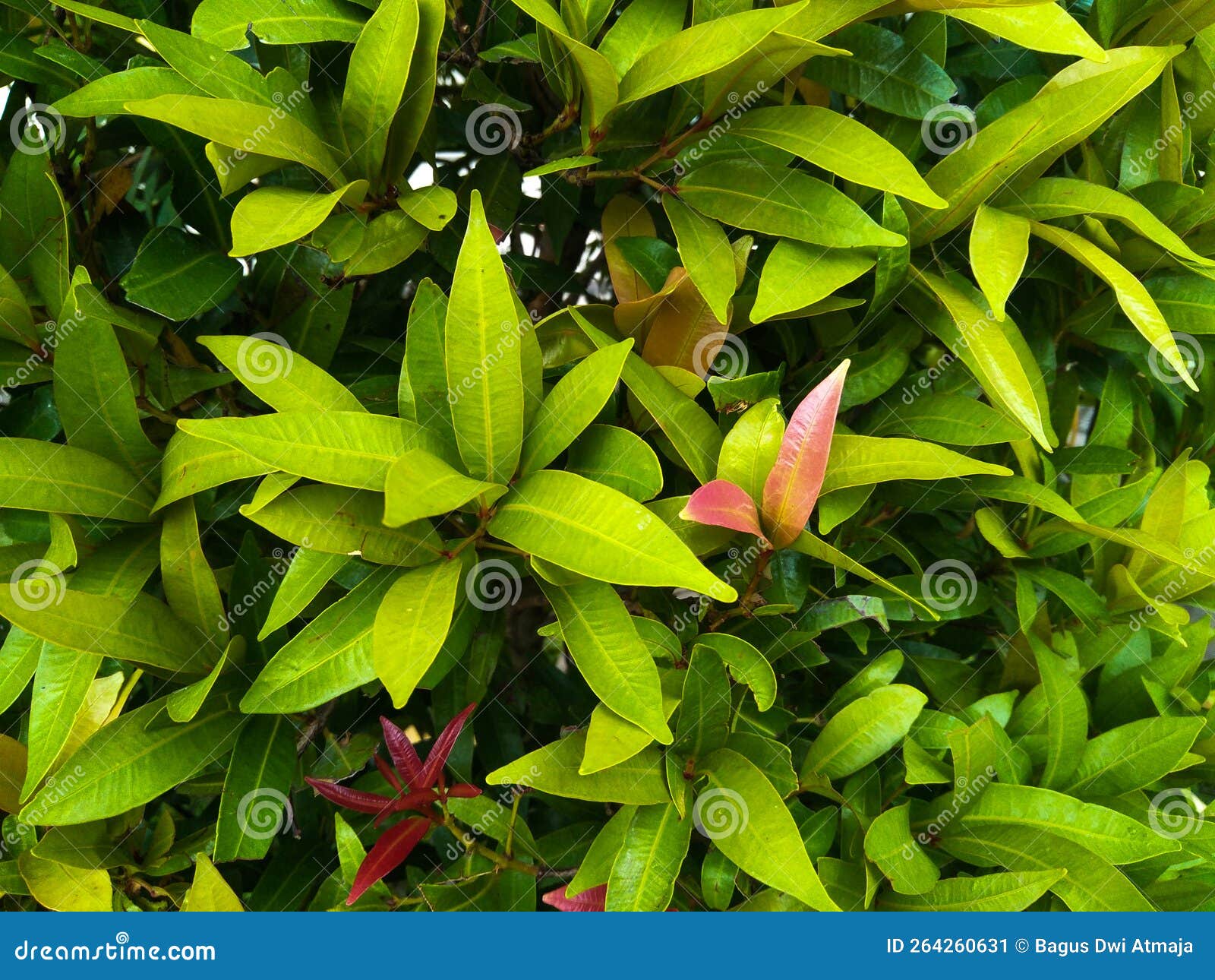 Green Leafy Plants Grow Well Stock Image Image of plants, grow 264260631
