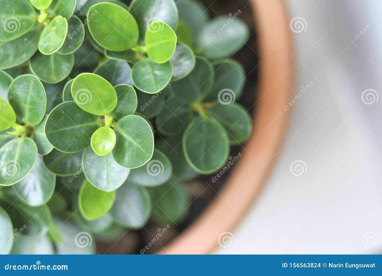 Green Leafy Plants in Pots, Viewed from Above. Stock Photo Image of