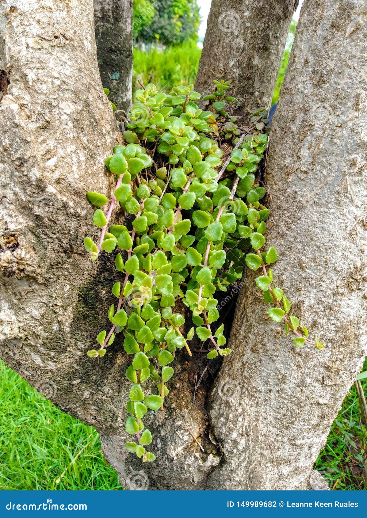 Green leafy small plant stock photo. Image of green 149989682