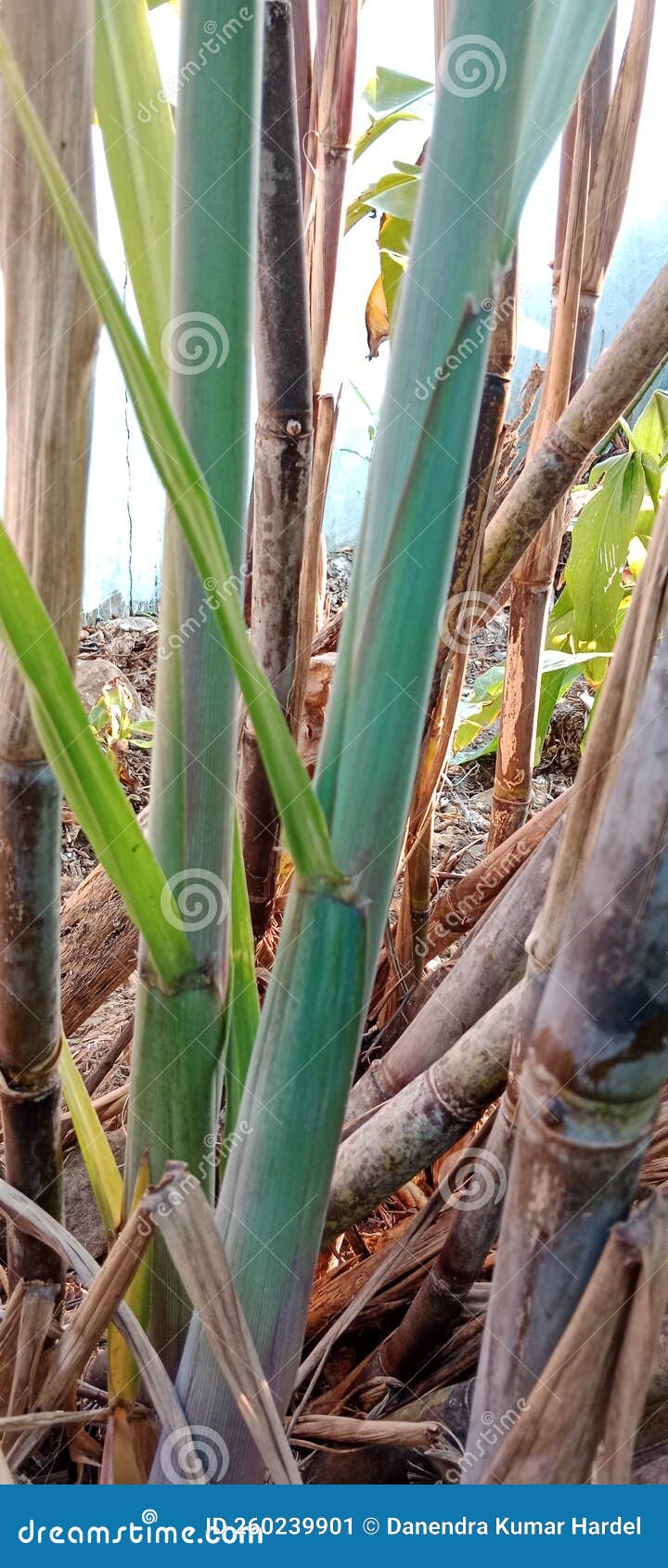Green Leafy Sugarcane Plants For Celebration Of Chhoti Diwali Royalty green-leafy-sugarcane-plants-for-celebration-of-chhoti-diwali-royalty