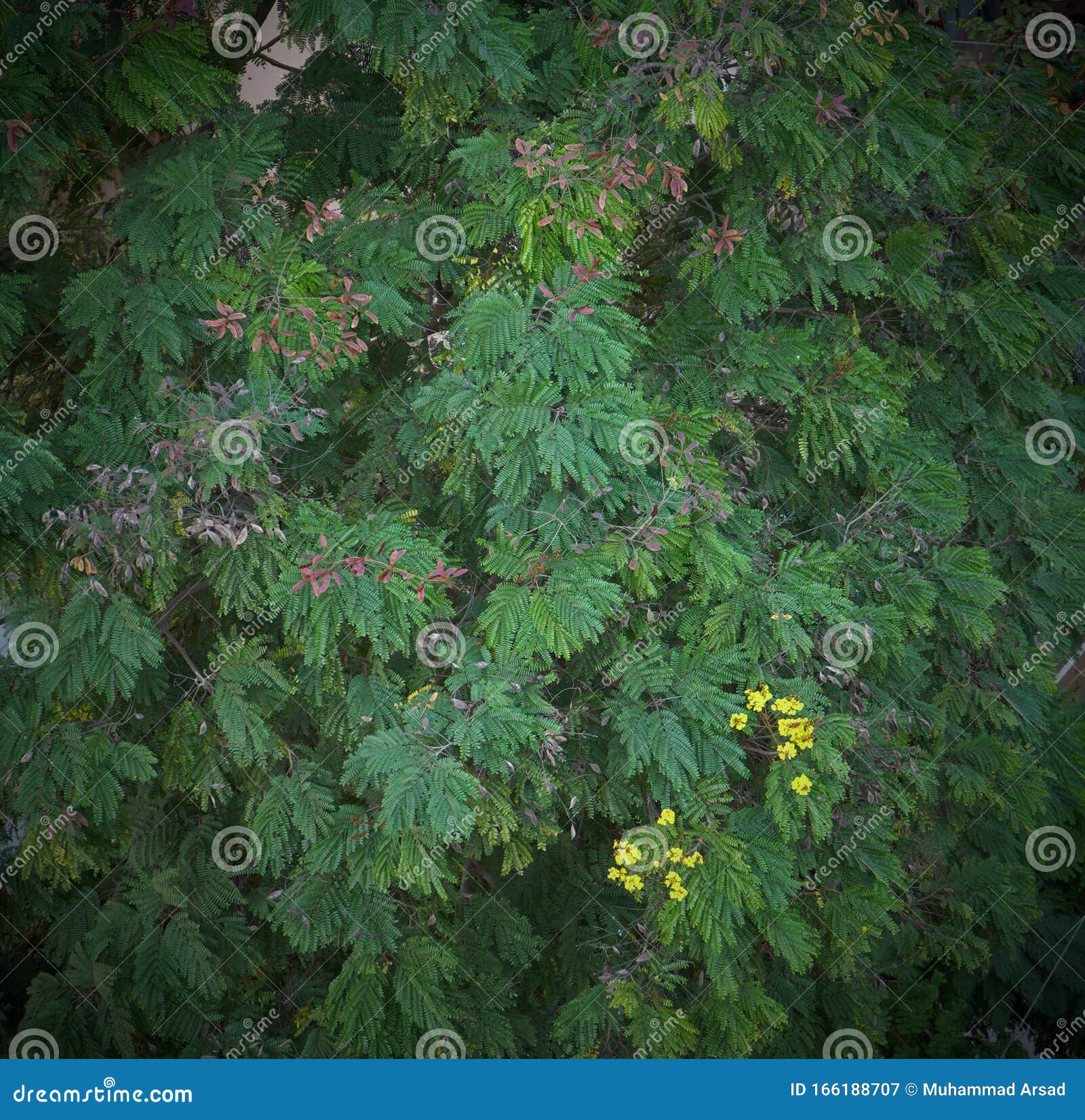 GREEN LEAFY TREE with YELLOW FLOWER Stock Image Image of spring, park