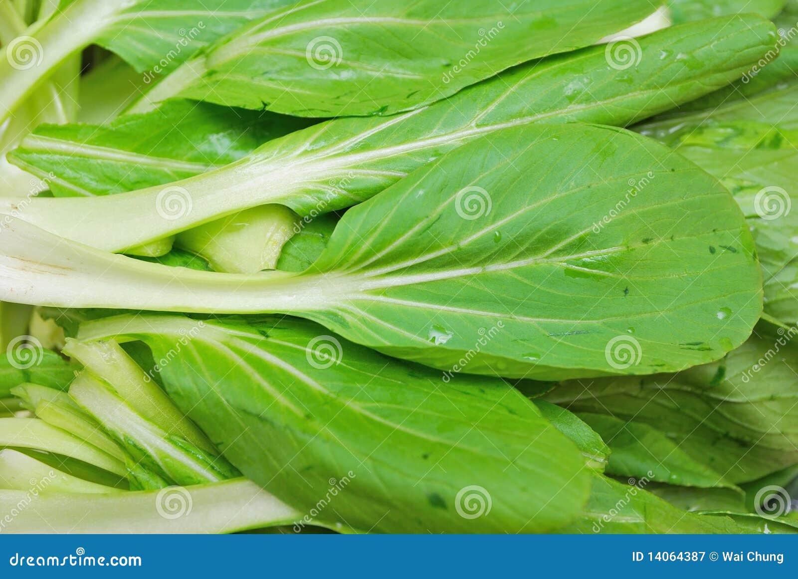 Green Leafy Vegetables, Brassica Rapa Stock Image Image of vegetarian